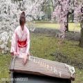 عکس آلت موسیقی ژاپن به اسم کوتو . استاد Sakura