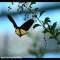 عکس موسیقی بی کلام یانی Butterfly Dance - Yanni