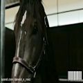 عکس اسب | پرش از مانع | نماهنگ