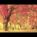 عکس موزیک پیانو و ویالون به همراه طبیعت پاییز