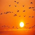 عکس دکلمه شعر پرواز با خورشید از فریدون مشیری