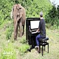 عکس پیانو برای فیل نابینای تنها