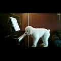 عکس این سگ بهتراز بتهوون پیانو میزنه!
