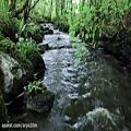 عکس صداهای طبیعی جنگل برای آرامش؛ صدای پرنده؛ آبشار
