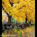 عکس The Autumn Leaves By Nat King Cole