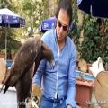 عکس غذا دادن رضا یزدانی به عقاب