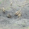 عکس حمله سگهای وحشی به گراز - حیات وحش آفریقا
