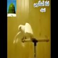 عکس موزیک ویدئوی عربی طوطی بانشاط و ذکر صلوات