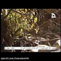 عکس موسیقی سقف با صدای محمد اصفهانی به همراه تصاویر ی از پاییز همدان