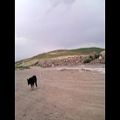 عکس سگ در حال هد زدن با آهنگ پیشرو - dog heading