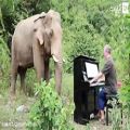 عکس اجرای موسیقی سمفونی کلاسیک در کنار فیل ها