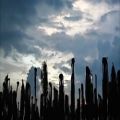 عکس *Shels - In Dead Palm Fields