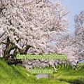 عکس Japanese Folk Song #9: Cherry Blossoms （さくらさくら/Sakura Sakura）