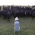 عکس گاوها و موسیقی