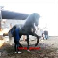 عکس تمرین دادن اسب توسط خانم کوچولو
