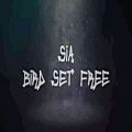 عکس Sia - Bird Set Free (Lyrics)