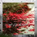 عکس صبح بخیر، صبح که باران آمد، سید علی صالحی، خوانش شیدا حبیبی