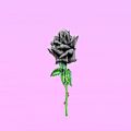 عکس رز سیاه :) | Dark and Sad Trap Beat | Black Rose