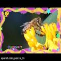 عکس نماهنگ های برنامه مهدپویا- زنبور عسل 1