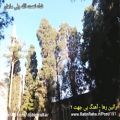عکس راتین رها - بی جهت / شاه نعمت الله ولی ماهان