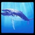 عکس نهنگ آبی - آهنگ روز #3