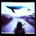 عکس نهنگ آبی - آهنگ روز #1