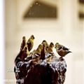 عکس آوای بلبل اثر آندره ریو