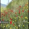عکس گلهای وحشی طبیعت مازندران در فصل بهار