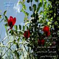 عکس شقایق با صدای مجید اخشابی و طبیعت زیبای خرداد 95