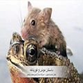 عکس داستان موش و قورباغه، موسیقی متن از مجیدانتظامی