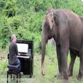 عکس گالری پیانو نوا /Schubert on Piano for Romsai the Elephant