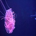 عکس موزیک سبک الکترونیک shpongle - How the Jellyfish Jumped Up the Mountain