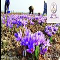 عکس ویدیوی زیبا از کاشت و دشت زعفران