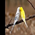 عکس پرنده ها ـ حسین علیزاده