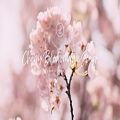 عکس کاور اهنگ چن Cherry Blossom Love Song با پیانو