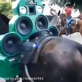 عکس خفن ترین سیستم صوتی اسب