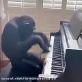 عکس میمون پیانیست