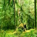 عکس صدای آرامش بخش جنگل