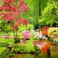 عکس موسیقی آرامش بخش زیبا: باغ ژاپنی