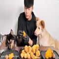 عکس چالش غذاخوری با سگ [آسمر]