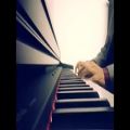 عکس Blue Danube Waltz - classical piano song