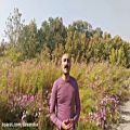 عکس در میان گلها به خوانندگی عبداله ساورعلیا در باغ گیاهشناسی ملی ایران