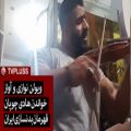 عکس ویولن نوازی و آواز خواندن هادی چوپان قهرمان بدنسازی ایران