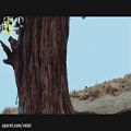 عکس موزیک ویدیو جدید اصغر باکردار بنام هرای