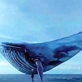 عکس اهنگ فوق ریمیکس نهنگ آبی حتما دانلود کنید