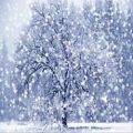 عکس موسیقی ارمنی Rouben Hakhverdyan - Snow is singing its song