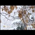 عکس موسیقی تصویر زیبا و جذاب برف از بابک جهانبخش