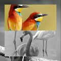 عکس اسلاید پرندگان با موسیقی طبیعت