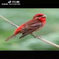 عکس موسیقی وتصاویر پرندگان زیبا