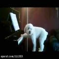 عکس سگ آوازه خوان و پیانیست - شماره چهار